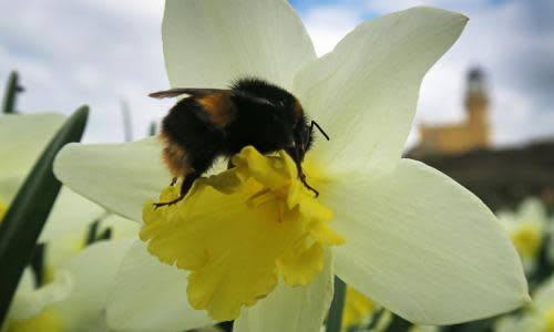 A bumblebee