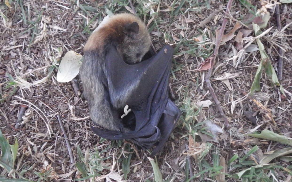A dead young flying fox in Glebe Park, Bega, Australia, as wildlife are threatened by the drought and fire crisis - Hugh Pitty via REUTERS