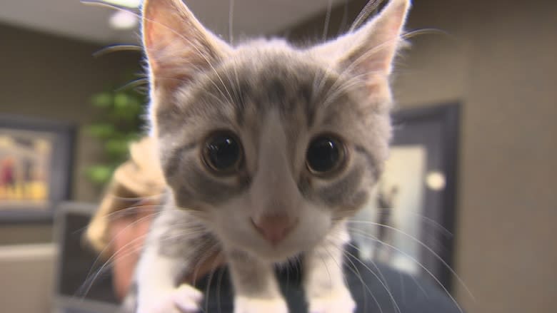 Regina Cat Rescue asks for help as capacity reached