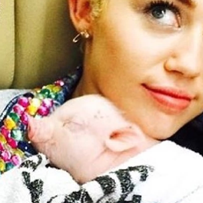 MILEY AND BUBBA SUE/PIG