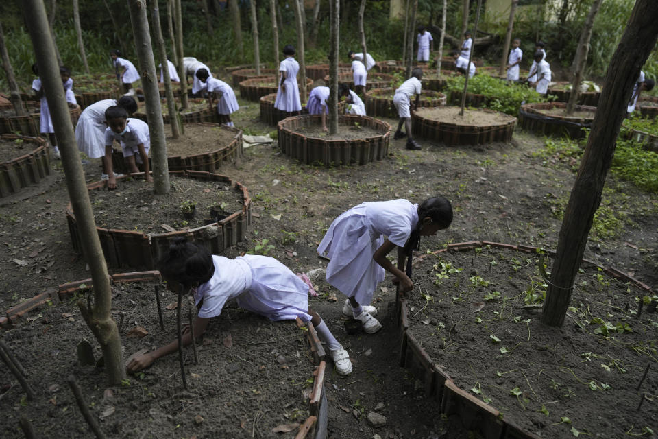 Primary students attend their vegetable beds that help cultivate green leaves at their school in Mahadamana village in Dimbulagala, about 200 kilometres north east of Colombo, Sri Lanka, Monday, Dec. 12, 2022. Due to Sri Lanka's current economic crisis families across the nation have been forced to cut back on food and other vital items because of shortages of money and high inflation. Many families say that they can barely manage one or two meals a day.(AP Photo/Eranga Jayawardena)