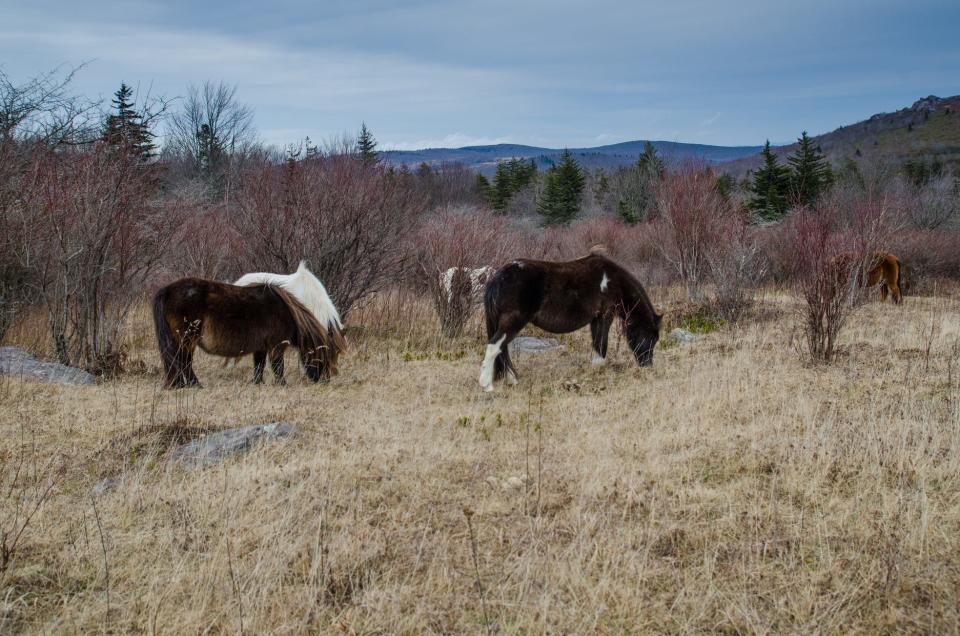 Hikers may find themselves in company of wild ponies while visiting Virginia's Grayson Highlands State Park.