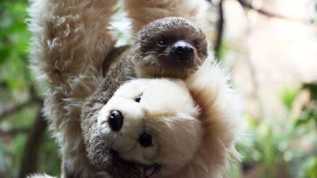 Two-toed baby sloth Edward Scissorhands hangs onto a teddy bear in this handout photograph taken at London Zoo July 24, 2015 and released July 31, 2015. REUTERS/ZSL/Handout via Reuters