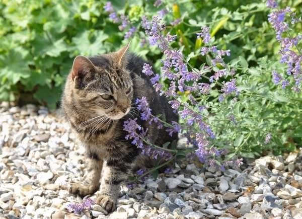 Cat sniffing catnip outdoors.