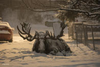 <p>No es raro ver alces en la ciudad de Anchorage, Alaska. Este gran “toro” se llama Hook, y desde el año pasado Ryan sabía que cambiaría sus magníficos cuernos en los próximos días. El fotógrafo capturó esta escena durante una fuerte nevada mientras el resto de la ciudad dormía, al cabo de una hora, Hook se había desecho de su primera cornamenta.<br>(Fotógrafo de Vida Salvaje del Año) </p>