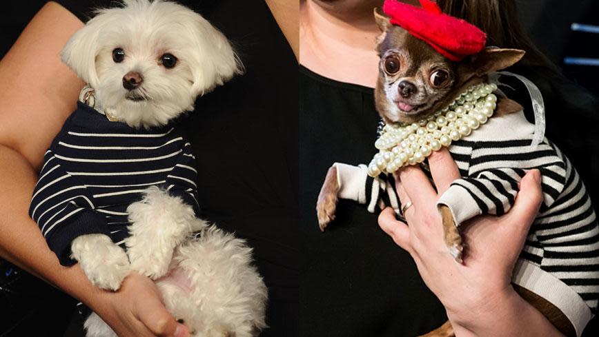 Dogs steal the show on the red carpet at Webby Awards