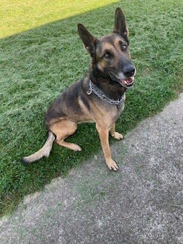 Police K9 Rin can often be seen helping his handler look for suspects and evidence. He also attends community outreach events with the public.