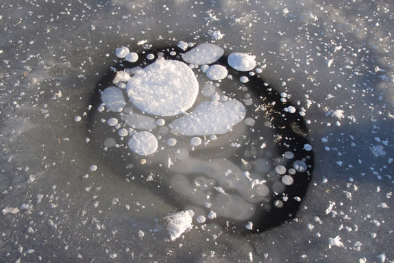 When ice-rich permafrost thaws, former tundra and forest turns into a thermokarst lake as the ground subsides. The carbon stored in the formerly frozen ground is consumed by the microbial community, who release methane gas. When lake ice forms