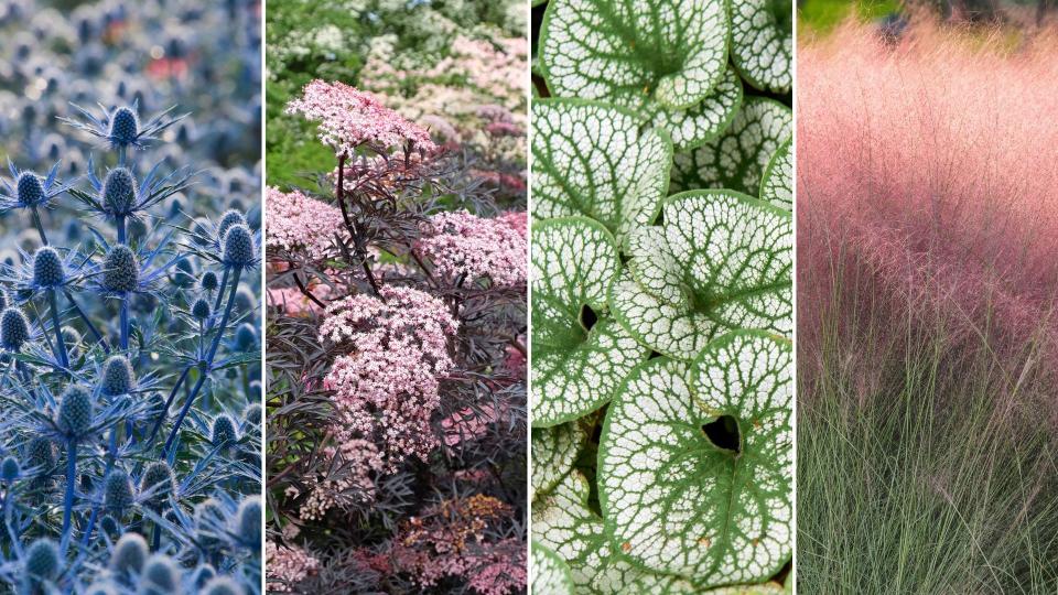 Whether you've got acres to landscape, or a compact patio these lively plants are sure to add interest