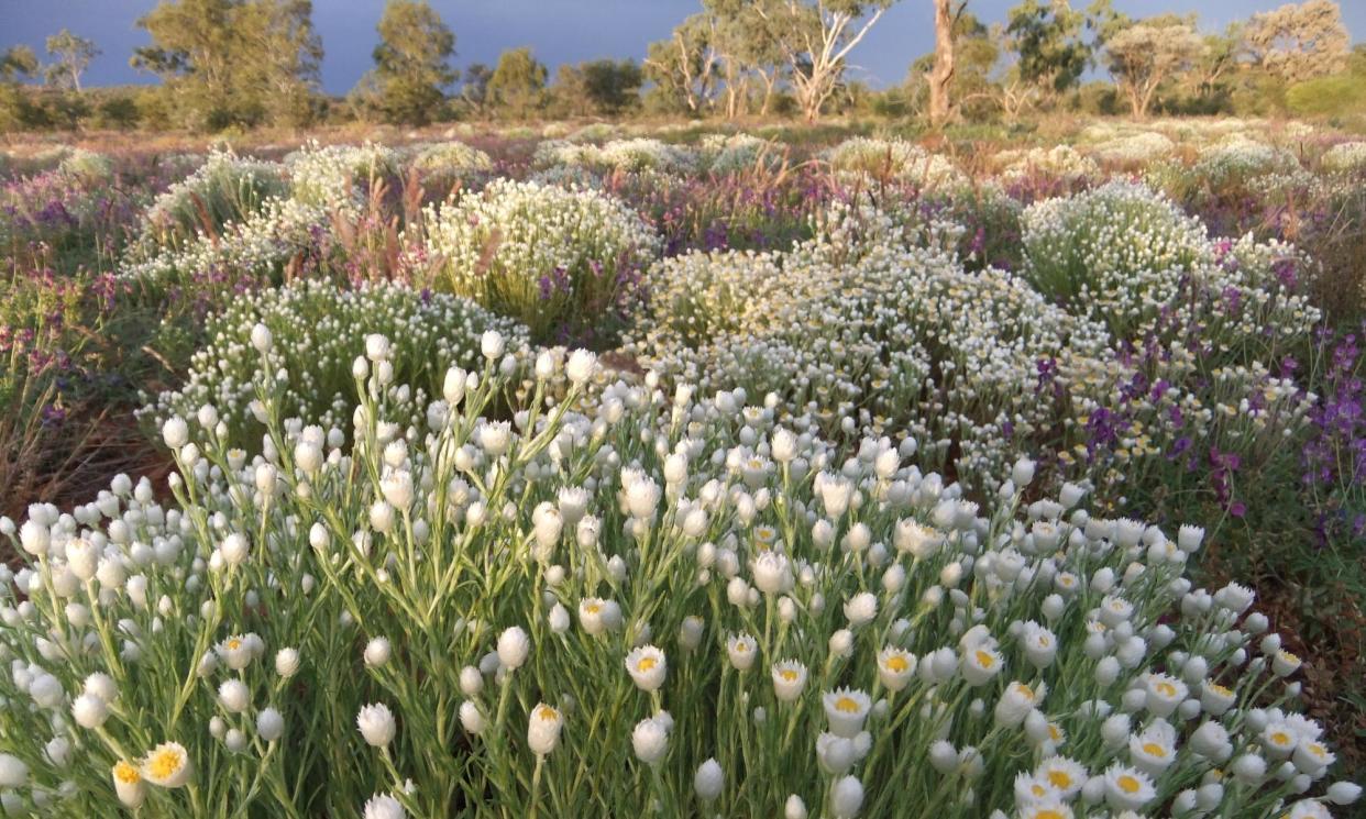 <span>Rhodanthe floribunda or white paper daisies stretch from Titjikala to Finke Road in the Northern Territory. Readers from Queensland to Western Australia have chosen their favourite spots to see wildflowers.</span><span>Photograph: Shrike O'Malley</span>