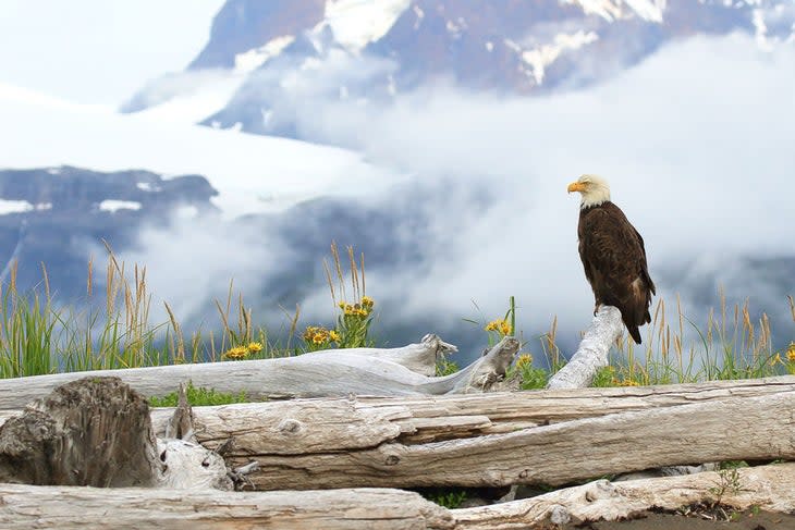 Perched bald eagle at Hallo Bay in Katmai National Park