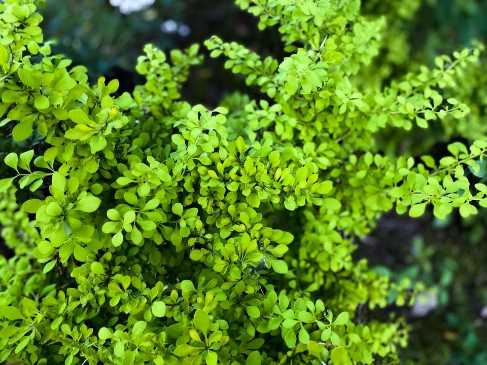 invasive plants japanese barberry bush