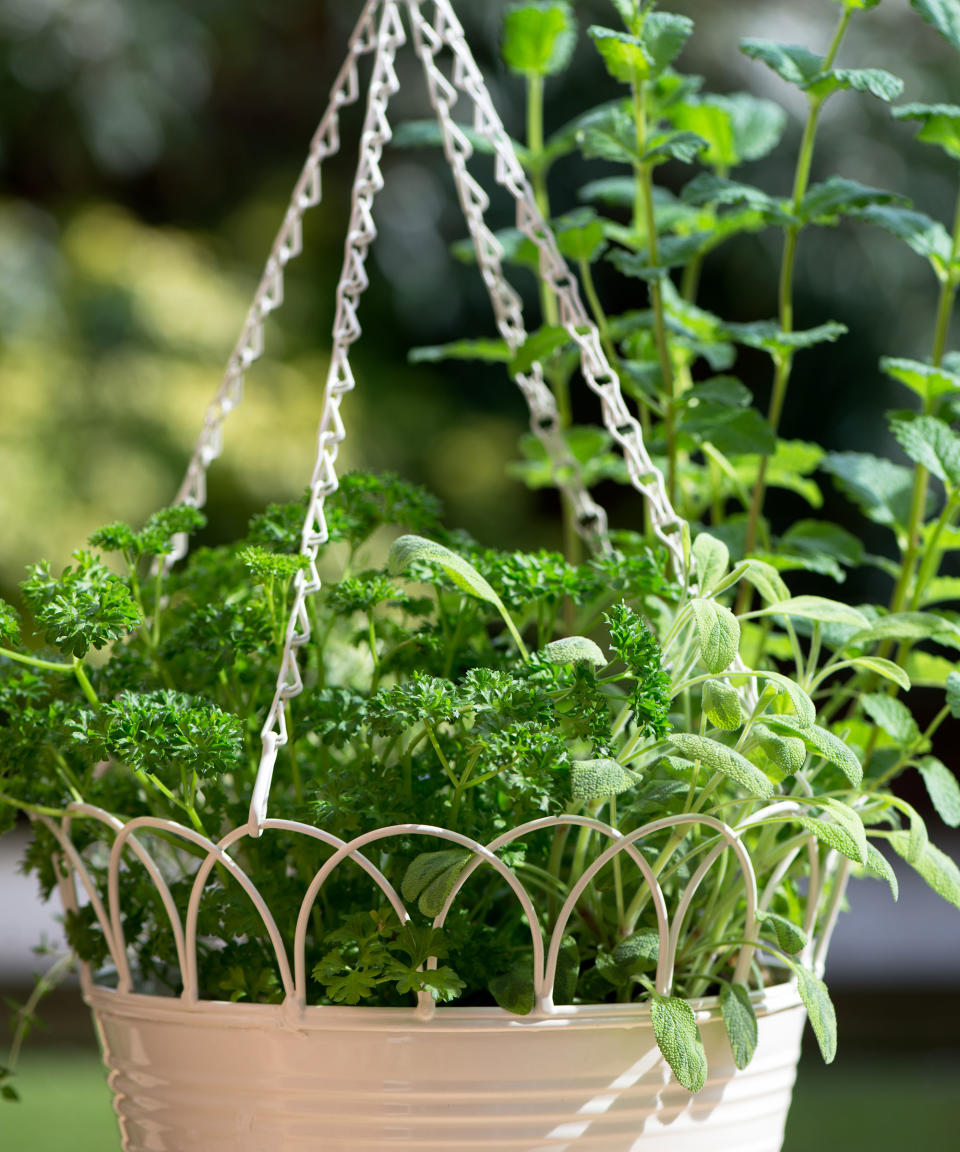 7. FILL A HANGING BASKET