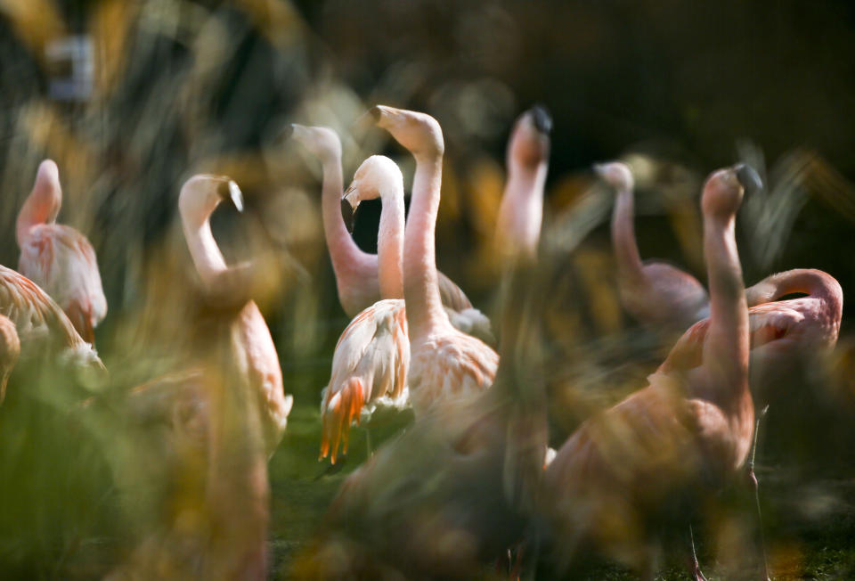 FILE - In this April 12, 2012 file photo flamingos stand in their compound at the zoo in Frankfurt, central Germany. German police are hunting a killer responsible for the death of 15 flamingos at Frankfurt Zoo, some of which were beheaded as they slept. The culprit, or culprits, struck twice, both times at night. Keepers found nine of the long-necked, pink birds dead in their enclosure on Friday, March 21, 2014 and another six Saturday, March 22, 2014. (AP Photo/dpa, Frank Rumpenhorst, File)