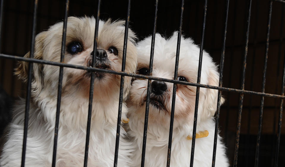 These two Shih Tzus were rescued from a puppy mill and brought to the Toronto Humane Society in 2013. (Photo: Colin McConnell/Toronto Star via Getty Images)