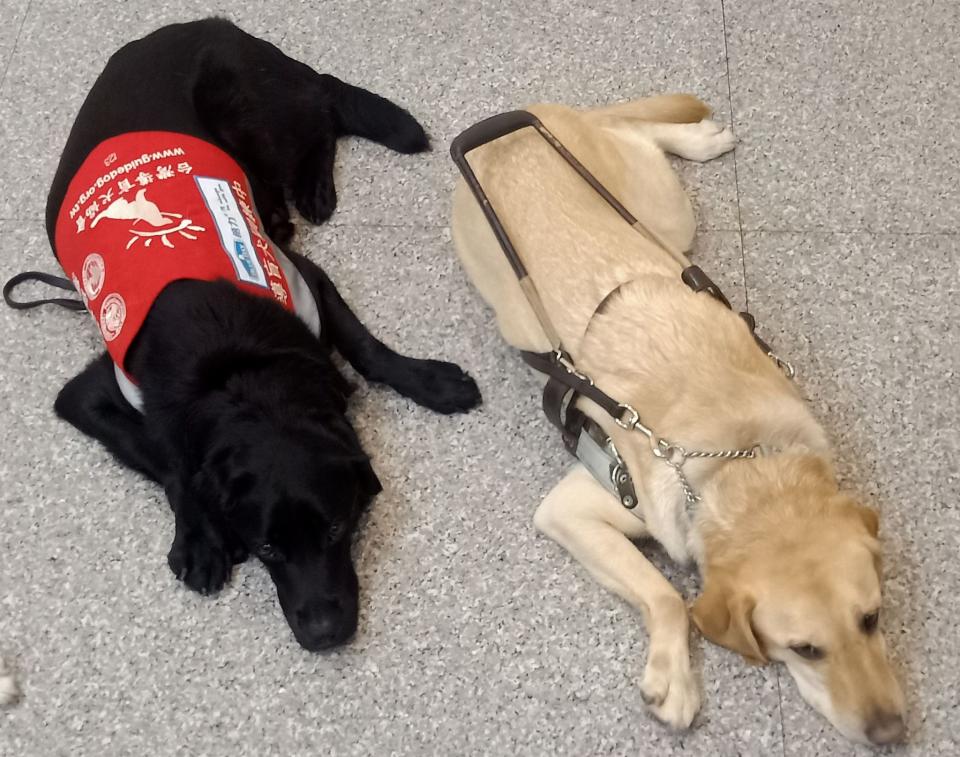 
        穿紅背心的為訓練中的犬隻或幼犬，有導盲鞍的則為工作中導盲犬。圖／台灣導盲犬協會提供
    