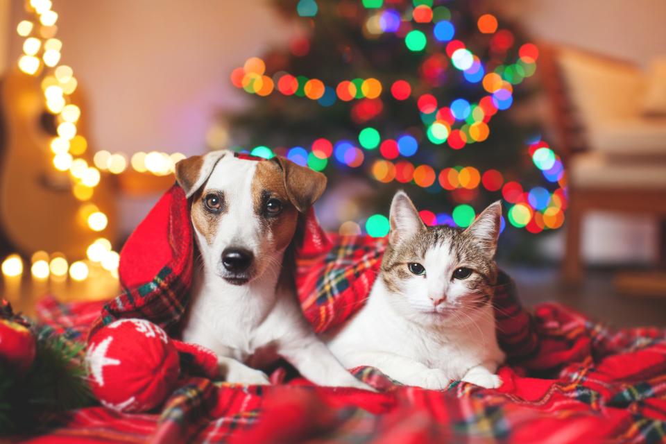 There’s a perfect gift for every dog and cat this holiday season.