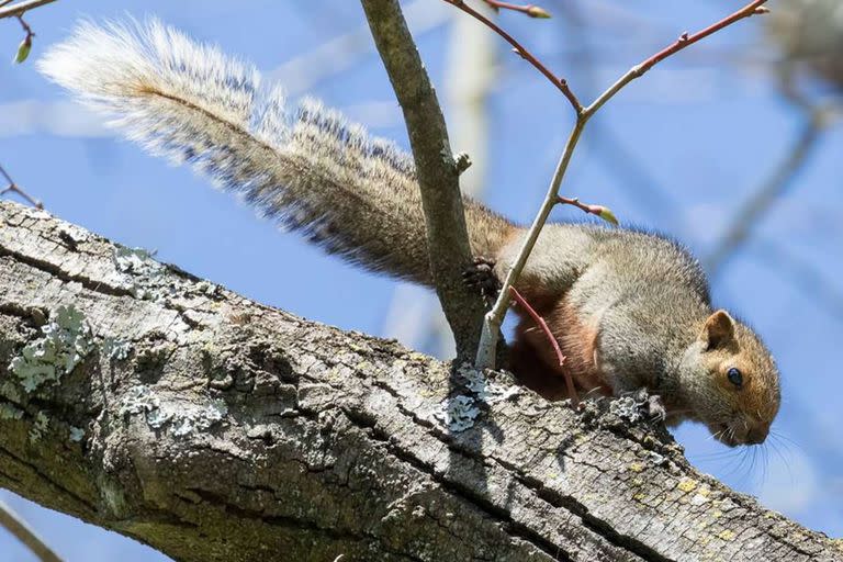 Los roedores son una especie exótica que fue importada al país en los 70 y que ahora proliferó y genera diversos tipos de inconvenientes a los vecinos de varios lugares del país y a la biodiversidad