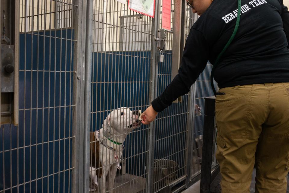Behavior team member Sam Riojas gives out treats on March 18, 2020, at the Maricopa County Animal Care and Control shelter in Phoenix.