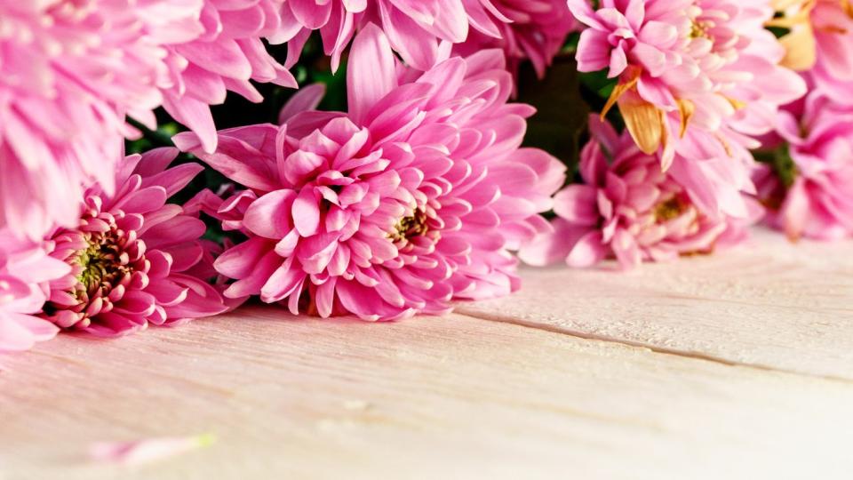 mums chrysanthemum on white boards