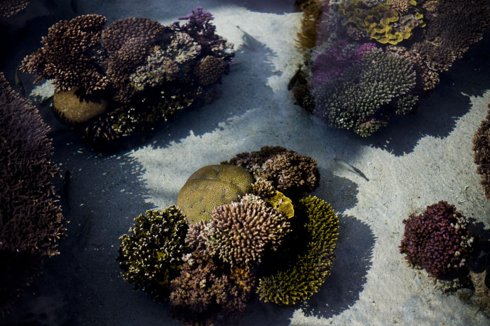 In this Monday, Feb. 11, 2019 photo, healthy corals are exhibited at the marine observatory in the Red Sea city of Eilat, southern Israel. As the outlook for coral reefs across our warming planet grows grimmer than ever, scientists have discovered a rare glimmer of hope: the corals of the northern Red Sea may survive, and even thrive, into the next century. The coral reefs at the northernmost tip of the Red Sea are exhibiting remarkable resistance to the rising water temperatures and acidification facing the region, according recent research conducted by the Interuniversity Institute for Marine Sciences. (AP Photo/Ariel Schalit)