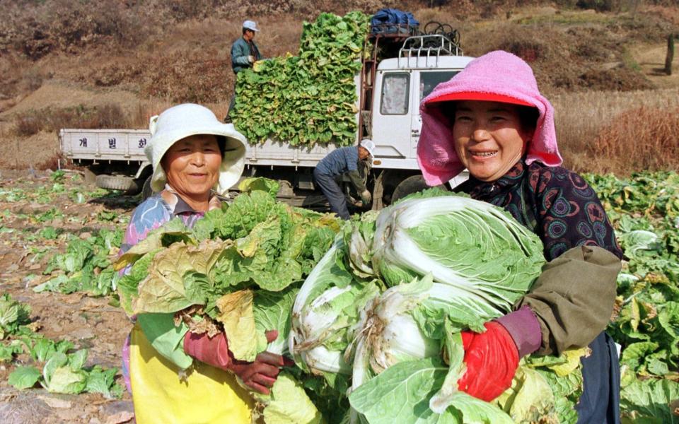 South Korean workers harvest the cabbage needed for the dish (file photo) - Yun Suk-bong REUTERS