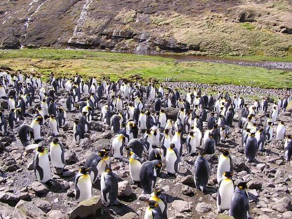 The researchers aren't sure if the king penguins are acclimating to humans and so don't get stressed when in their presence or if human presence weeded out those stress-sensitive penguins, leaving the copers behind.