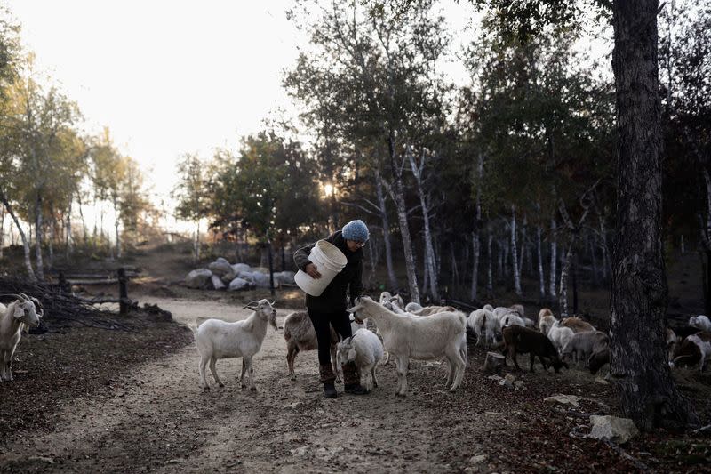 How Chile's firefighting goats saved a native forest from deadly fires