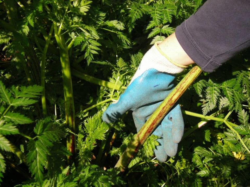 The stem of poison hemlock has purple splotches, an easy identifying factor.