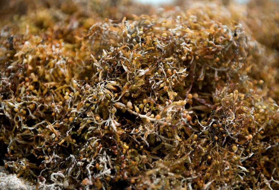 Sargassum accumulates on the beach near Root Trail Tuesday May 30, 2023 in Palm Beach. 