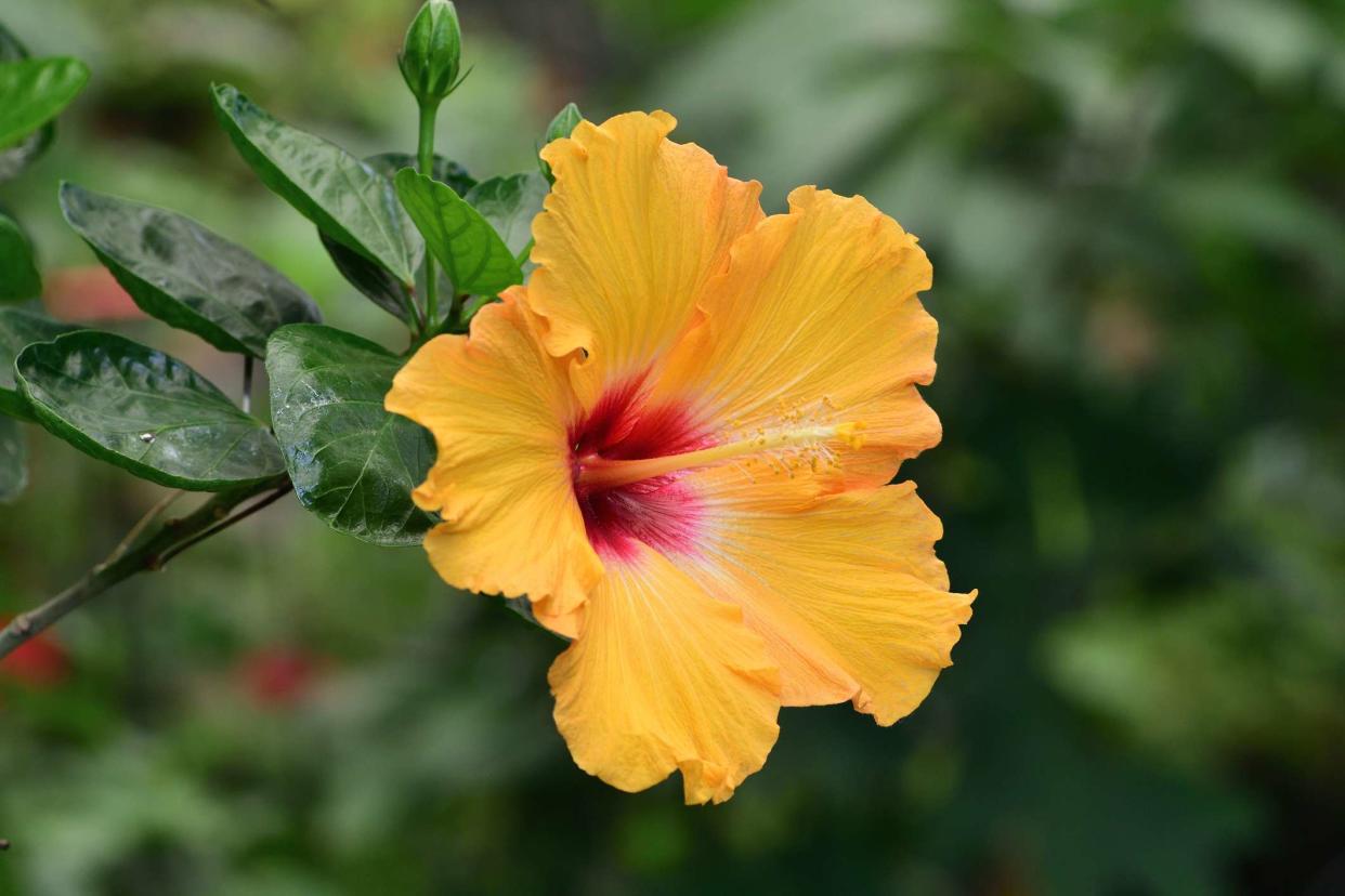 <p>Tom Meaker / EyeEm / Getty Images</p> Orange tropical hibiscus flower (hibiscus rosa-sinensis)