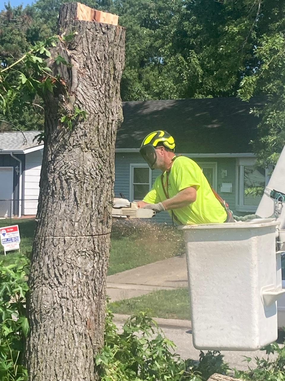 Terry Barnard, a foreman on a Springfield Public Works crew, uses a chainsaw on a sweet gumball tree on Dunwich Drive on July 19, 2023. The tree suffered wind damage due to the June 29 derecho and storms.