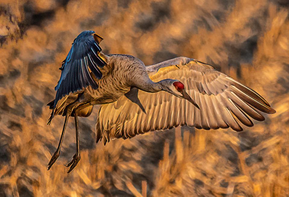 Moris Senegor of Stockton used a Nikon D6 DSLR camera to photograph a sandhill crane landing in a field along Staten Island Road near Walnut Grove.