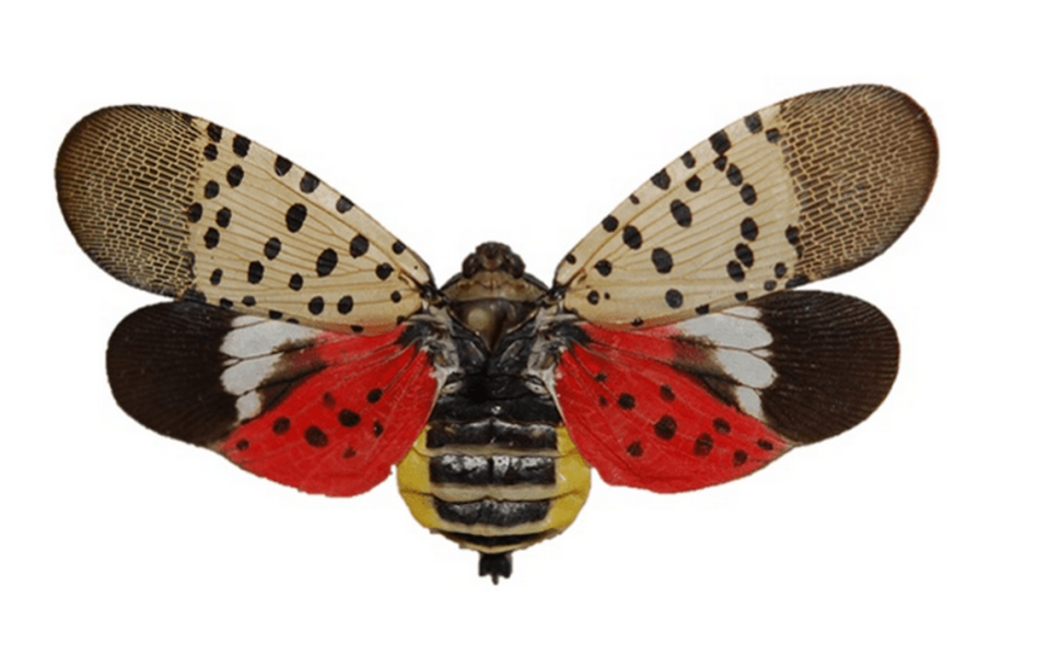 An adult spotted lanternfly with wings outstretched.