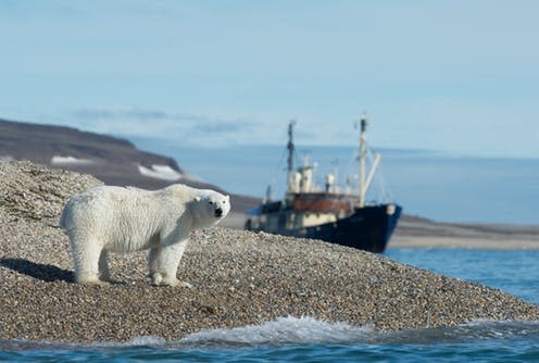   <span class="attribution"><a class="link " href="https://www.shutterstock.com/image-photo/polar-bear-walks-along-arctic-region-702529597?src=c4_R5cwUIsnRCEg_a2y3-g-2-81" rel="nofollow noopener" target="_blank" data-ylk="slk:FloridaStock/Shutterstock;elm:context_link;itc:0;sec:content-canvas">FloridaStock/Shutterstock</a></span>