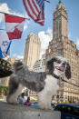 <p>Perched on the steps of the Plaza Hotel surveying life on 5th Avenue. (Photo: Mark McQueen/Caters News) </p>