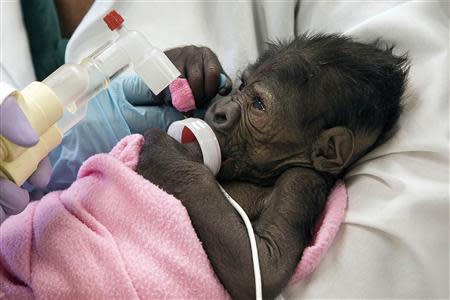 A baby gorilla suffering from pneumonia is seen in San Diego, California, in this March 13, 2014 handout photo courtesy of the San Diego Zoo. REUTERS/San Diego Zoo/Handout via Reuters