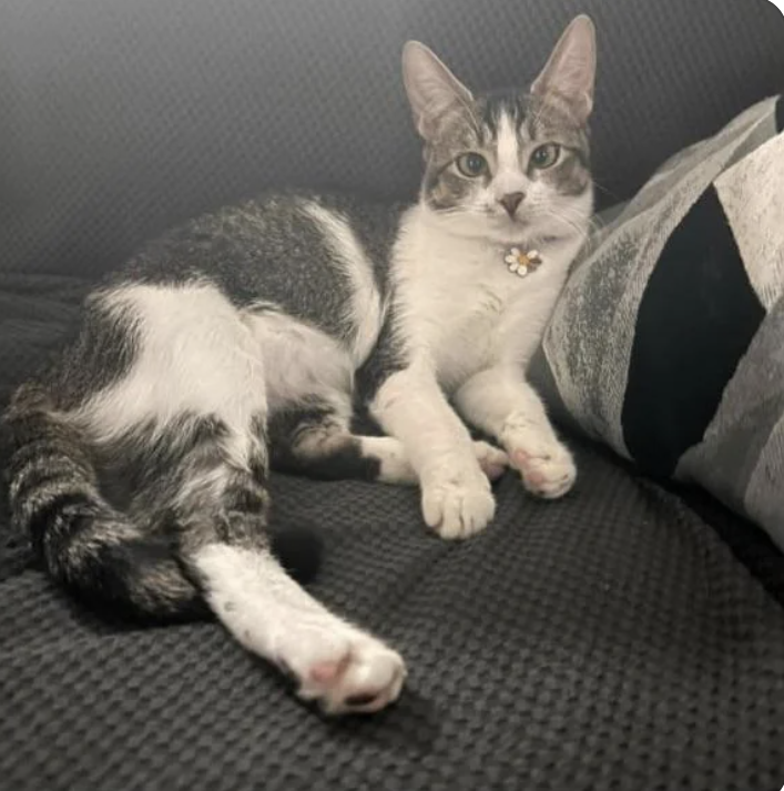 Cat lying on a couch with a pillow, wearing a collar with a flower attachment