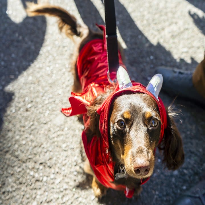 a dog dressed as a devil