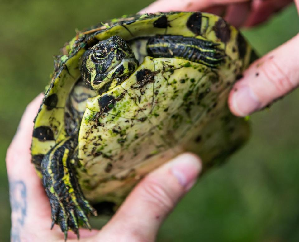 What a turtle can and cannot eat depends on what is its jaw type, where it lives and what food is available to it.