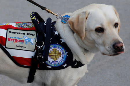 FILE PHOTO: Sully, the yellow Labrador retriever service dog of late former U.S. President George H.W. Bush, arrives at Joint Base Andrews in Maryland, U.S., December 3, 2018. REUTERS/Yuri Gripas
