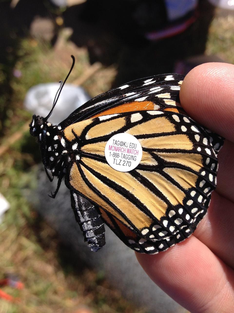 Scott Longing, an associate professor in plant and soil science, tagged monarchs with his class amid the fall migration.