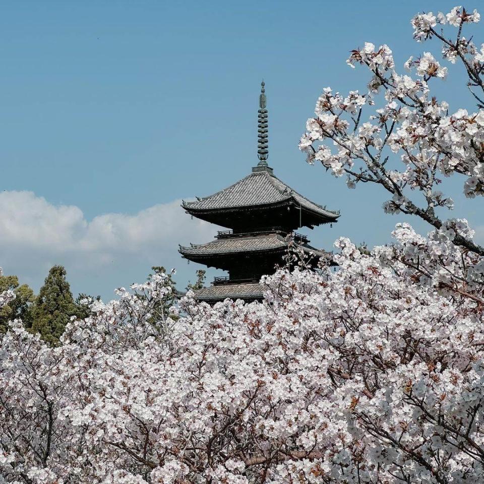 仁和寺櫻花照。圖片來源：IG@tinglei1225