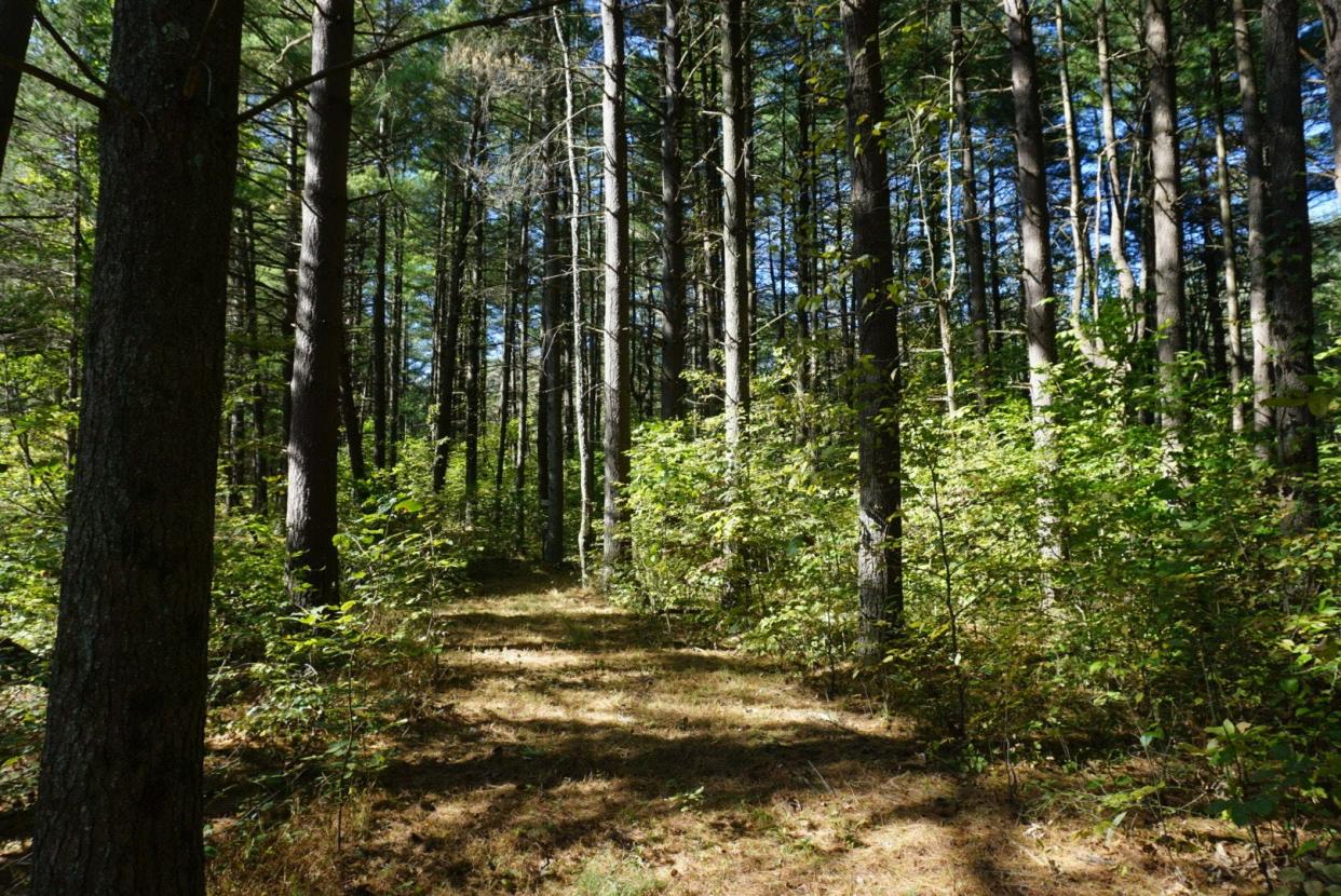 These pine stands in the trail loop west of Thompson Cemetery in the Hoosier National Forest are in the area that is proposed for logging as part of the Houston South project.