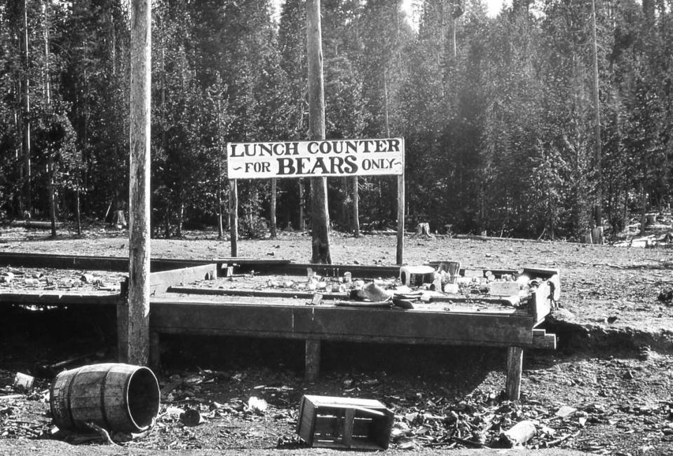 A bear feeding ground near Old Faithful at Yellowstone National Park from an unknown date.