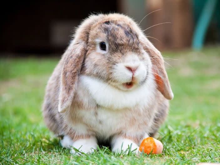 生肖兔。（圖／翻攝自pixabay）