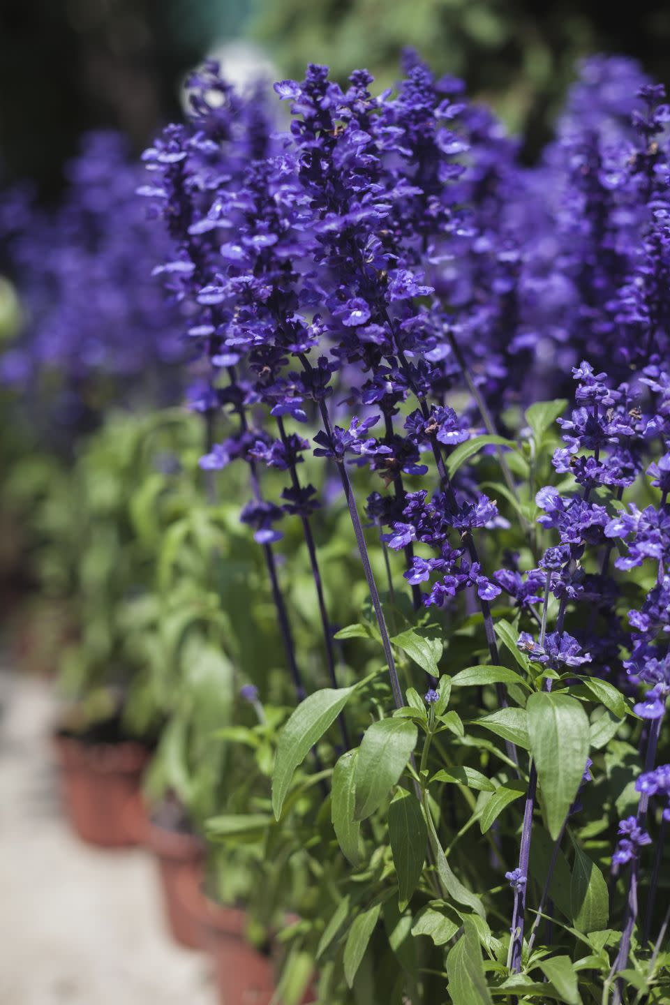 blue salvia at the flower market
