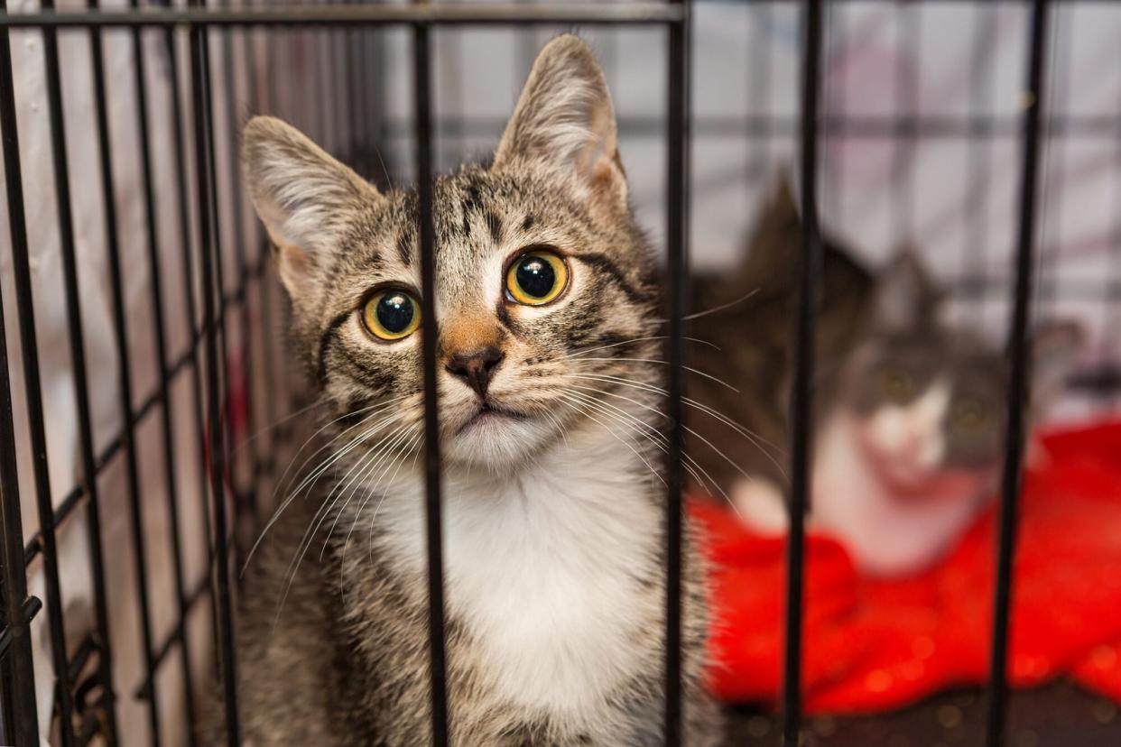 two cats in an animal shelter sitting comfortably in their cage while people raise money