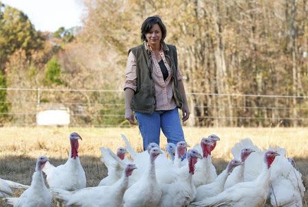 Julie Gauthier herds a group of six-month-old juvenile Beltsville Small White turkeys on her farm in Wake Forest, North Carolina, November 20, 2014. REUTERS/Chris Keane