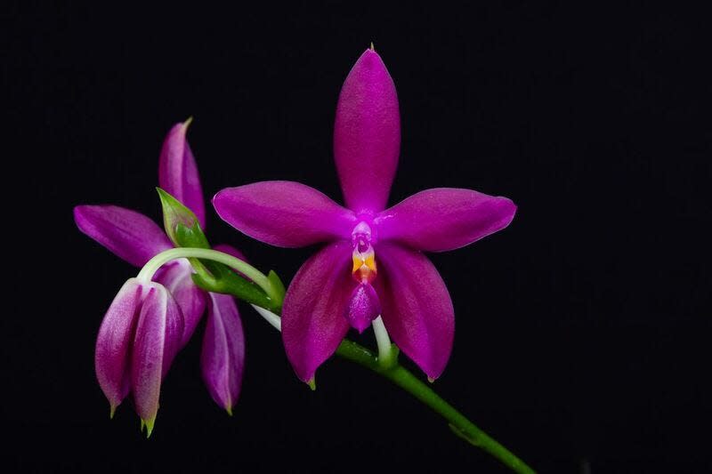 Attendees can see thousands of orchids at the Asheville Orchid Festival.